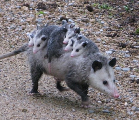 dumgingerbitxh photo 1