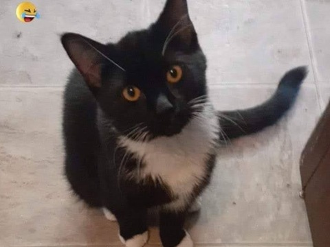 santana2sturdy photo 1