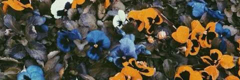 trisbuckridge photo 1